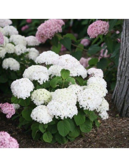 Hydrangea arborescens 'BellaRagazza Blanchetta' - hortenzija XL