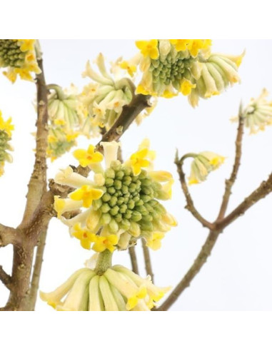 Edgeworthia chrysantha ‘Grandiflora’ - papirni grm, edžvortija