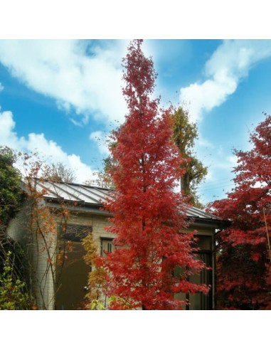 Acer palmatum 'Silhouette' - japonski javor XL (ne pošiljamo)