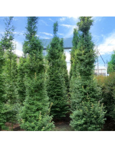 Acer palmatum 'Silhouette' - japonski javor XL (ne pošiljamo) 2