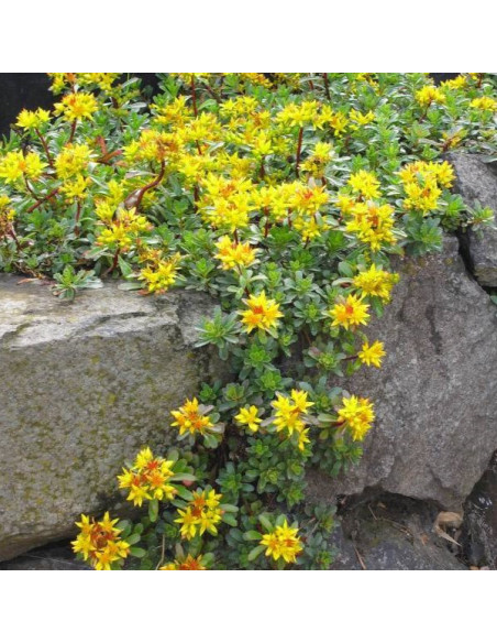 Sedum hybridum 'Immergrünen' - homulica