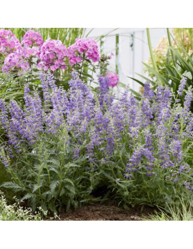 Salvia 'Feathers Peacock' XL - makedonska kadulja