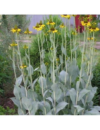 Rudbeckia maxima XL - velika rudbekija