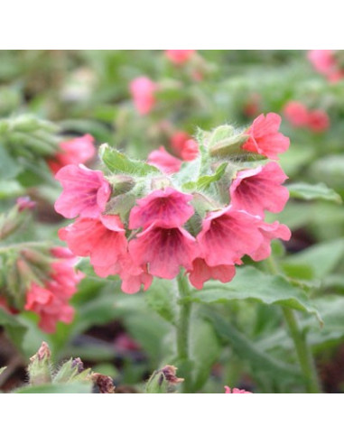 Pulmonaria rubra 'Redstart' XL - pljučnik