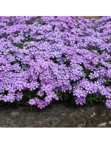 Phlox subulata 'Purple Beauty' - iglasta plamenka