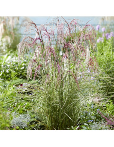 Miscanthus sinensis 'Silver Cloud' - kitajski trstikovec, miskant