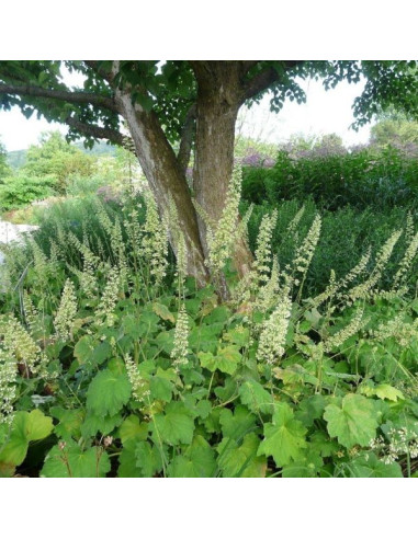 Heuchera villosa var. macrorrhiza - iskrivka, hojhera