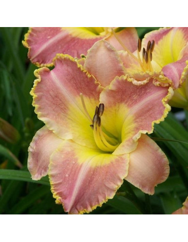 Hemerocallis 'Ida's Magic' XL - maslenica