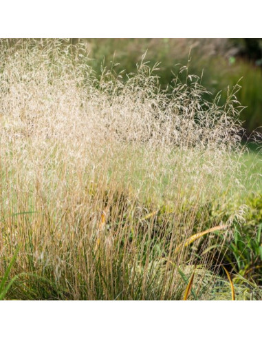 Deschampsia cespitosa 'Palava' XL - rušnata masnica