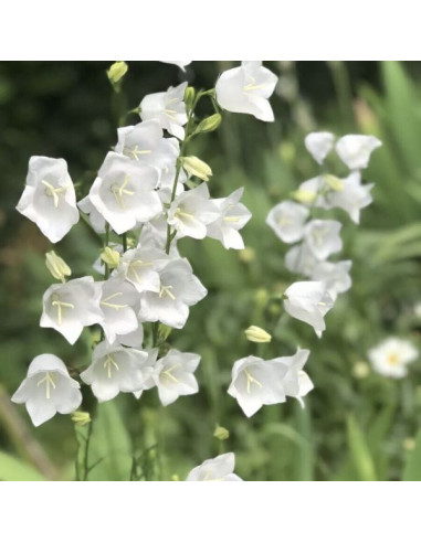 Campanula persicifolia 'Takion White' - breskovolistna zvončnica