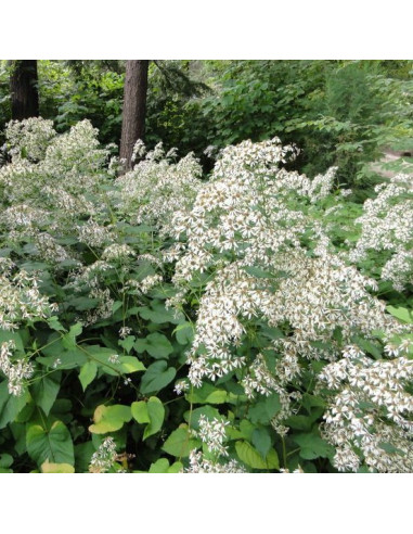 Aster schreberi - Schreberjeva nebina, astra