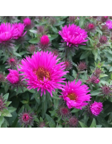 Aster novae-angliae 'Vibrant Dome' XL - astra