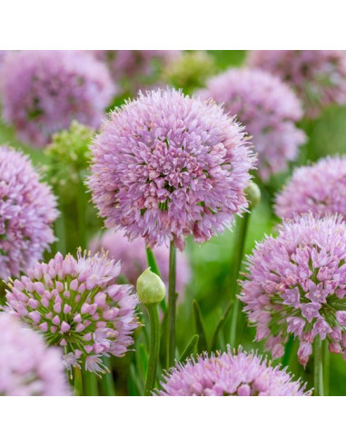 Allium 'In Orbit' - luk