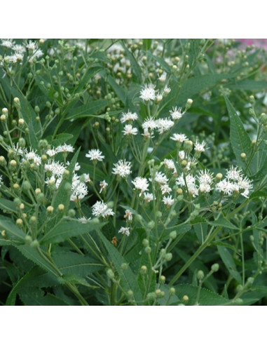 Vernonia noveboracensis 'White Lightning' - newyorška vernonija