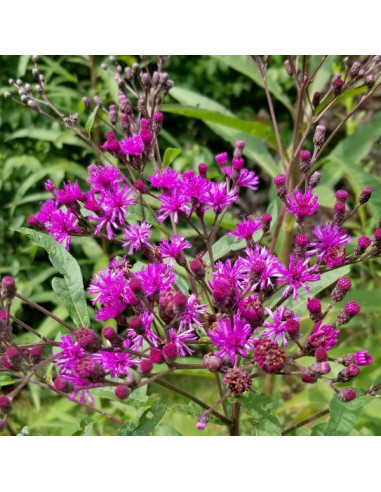 Vernonia noveboracensis - newyorška vernonija