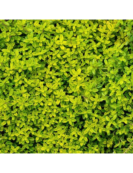Thymus x citriodorus 'Archer's Gold'- timijan