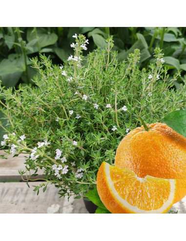 Thymus x citriodorus 'Fragrantissimus Orange' - pomarančni timijan