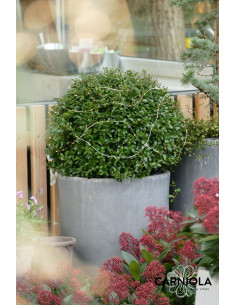 Ilex crenata Ø30 cm - bodika, krogla