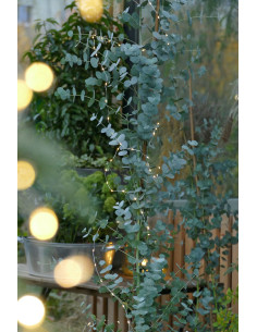 Eucalyptus gunnii XL - evkalipt