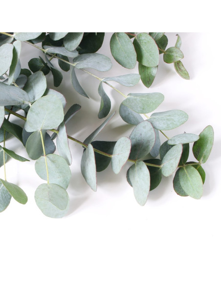Eucalyptus gunnii XL - evkalipt