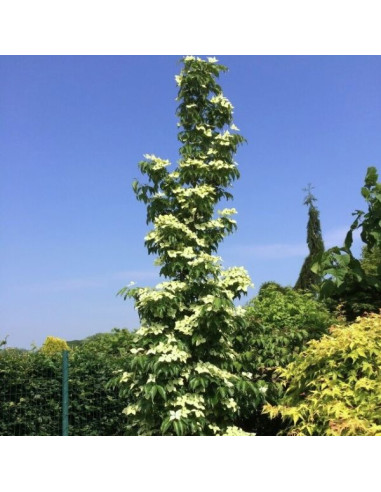 Cornus kousa 'Flower Tower' - japonski dren (stebrasti)