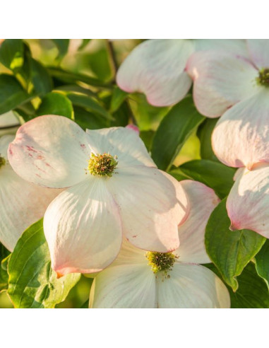 Cornus kousa 'China Girl' - japonski dren (večdebelna sadika)