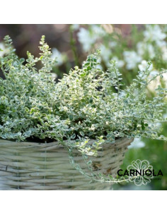 Euonymus fortunei 'Silver Carpet' XL - trdoleska