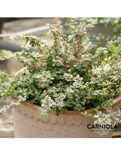 Euonymus fortunei 'Silver Carpet' XL - trdoleska 2