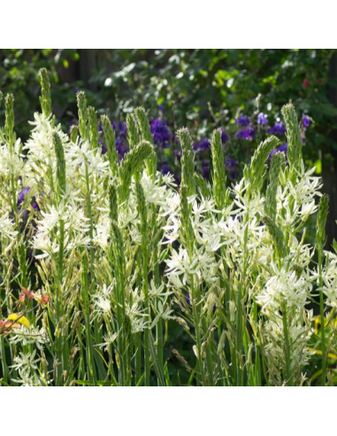 Camassia leichtlinii 'Alba' - kamasija