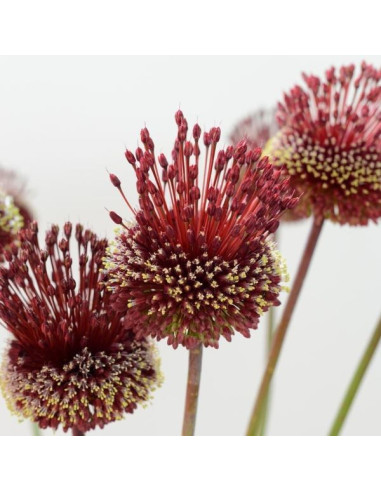 Allium 'Red Mohican'- luk, 1 čebulica