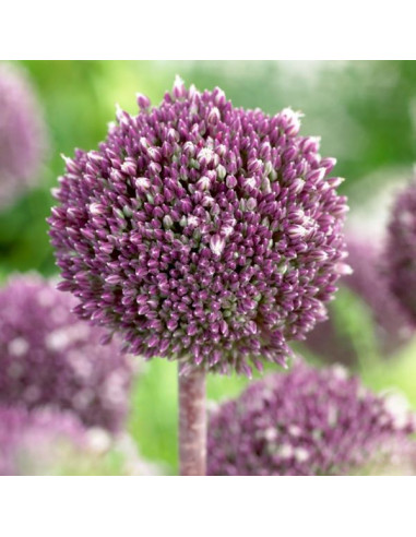 Allium 'Summer Drummer'- luk