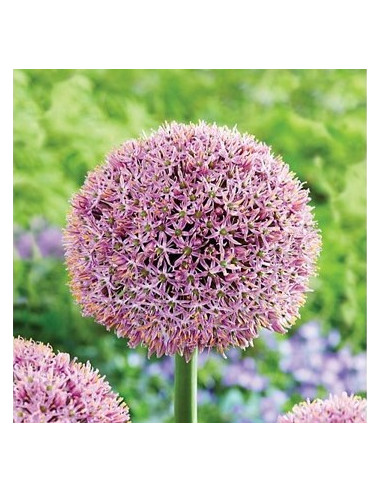 Allium 'Lucky Balloons'- luk, 1 čebulica