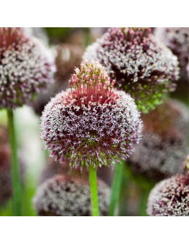 Allium 'Forelock'® - luk, 1 čebulica