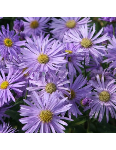 Aster thomsonii - astra, nebina