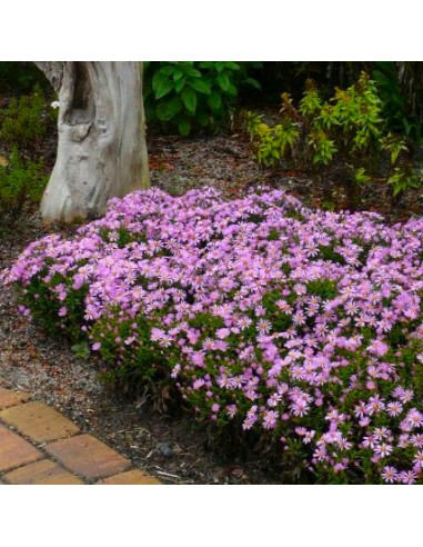 Aster dumosus 'Rozika' XL - astra, nebina