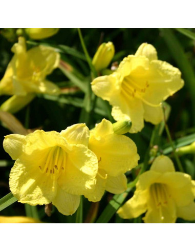 Hemerocallis 'Happy Returns' - maslenica