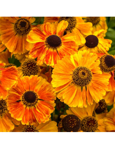 Helenium 'Sahin's Early Flowerer' - helenij