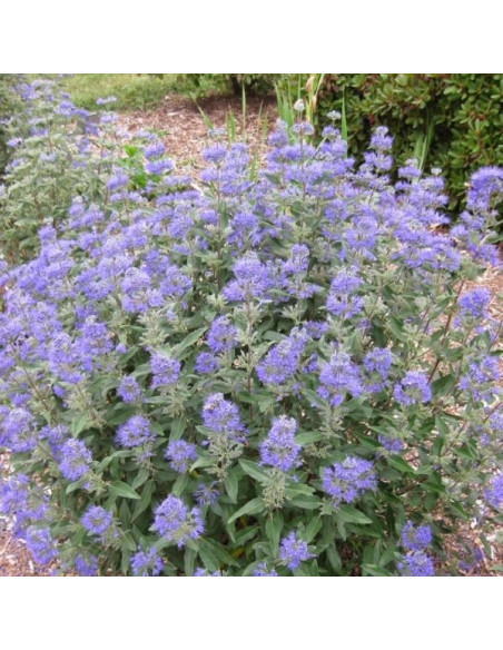 Caryopteris × clandonensis 'Blue Gem' - bradatec