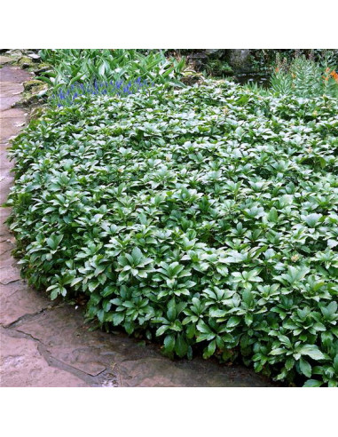 Pachysandra terminalis - debelačka