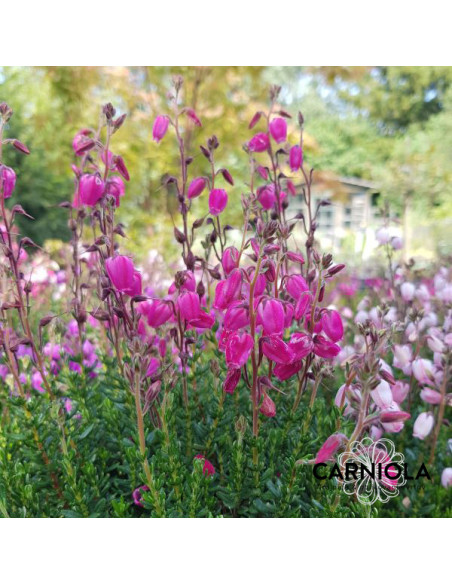 Daboecia sp. - irska resa (rdeče roza)