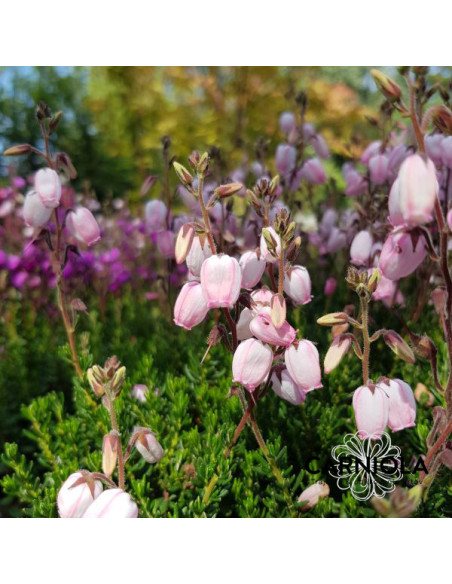 Daboecia sp. - irska resa (pastel roza)