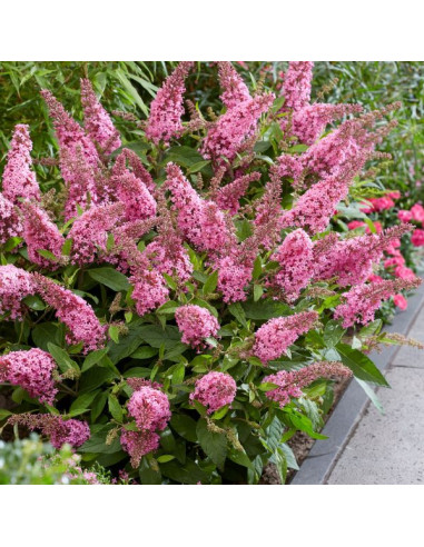 Buddleja d. B. Candy Little Pink - metuljnik