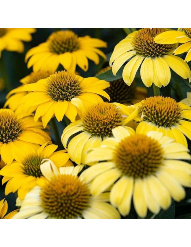 Echinacea purpurea 'Mellow Yellows' - ameriški slamnik