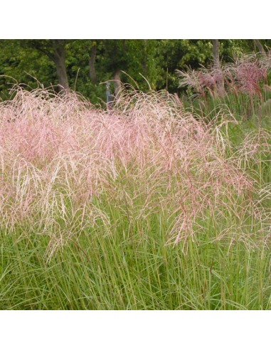 Miscanthus sinensis 'Pink Cloud' XL - kitajski trstikovec, miskant