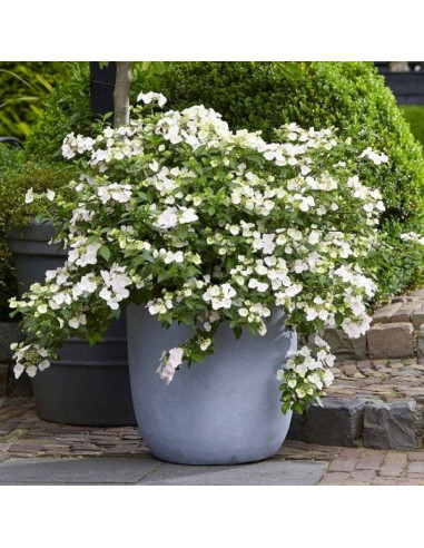 Hydrangea 'Runaway Bride' XL - hortenzija
