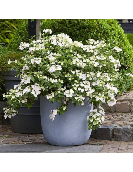 Hydrangea 'Runaway Bride' XL - hortenzija