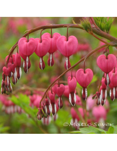 Dicentra spectabilis XL - lepi srčki