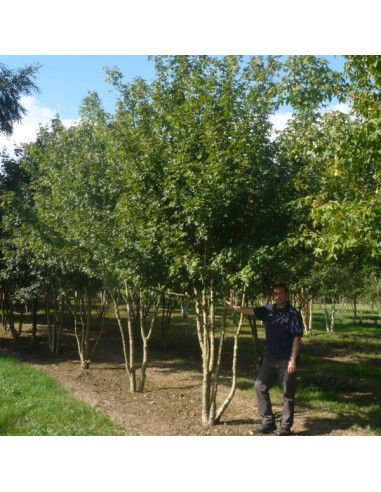 Acer campestre - maklen, poljski javor, večdebelna sadika