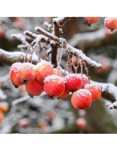 Malus 'Evereste' - okrasna jablana, večdebelna