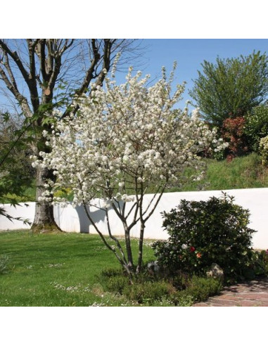 Malus 'Evereste' - okrasna jablana, večdebelna